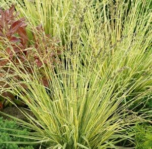 Grass Variegated Moor #1 True