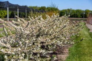 Flowering Almond Jade Parade #2 True