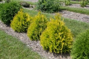 Arborvitae Lemon Burst #2