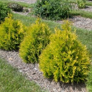 arborvitae-lemon-burst-2