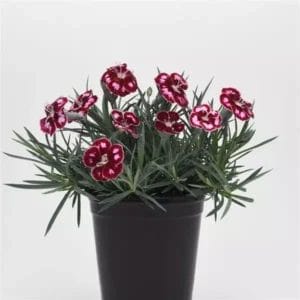 Dianthus Mountain Frost #1