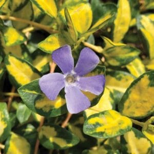 Vinca Minor Illuminations 4.5" Pot