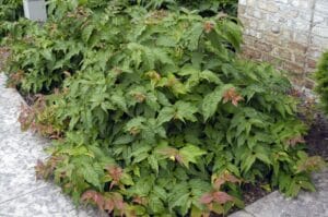 Diervilla Lonicera Dwarf Bush Honeysuckle