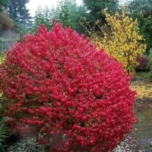 euonymus-chicago-fire-3