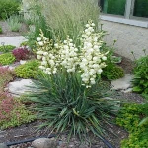 yucca-adams-needle-3-2