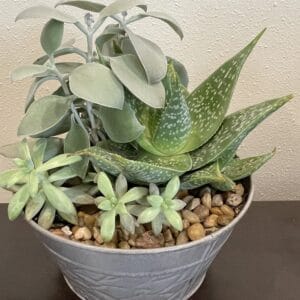 class-succulent-planter