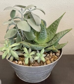 Class: Succulent Planter