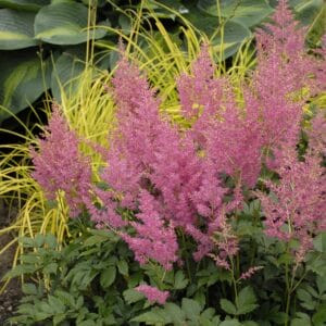 Astilbe Rheinland #1 - Image 2