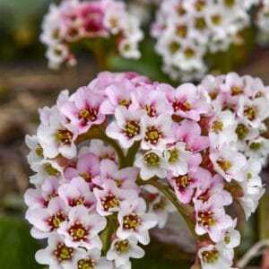 Bergenia Peppermint Patty #1 PW