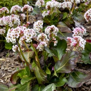 Bergenia Peppermint Patty #1 PW - Image 3