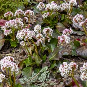 Bergenia Peppermint Patty #1 PW - Image 2