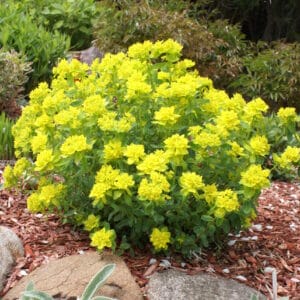 euphorbia-cushion-spurge-4