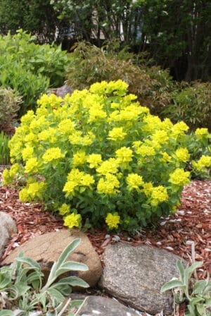 Euphorbia Cushion Spurge 4"