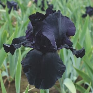 iris-germanica-blackwater-1