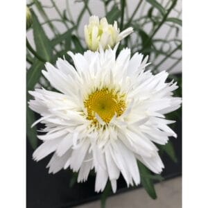 luecanthemum-shasta-daisy-sweet-daisy-rebecca-4