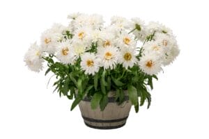 Luecanthemum (Shasta Daisy) Sweet Daisy Rebecca 4" - Image 2