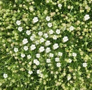 Sagina Pearlwort Irish Moss 4"