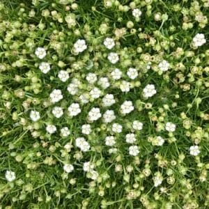 sagina-pearlwort-irish-moss-4