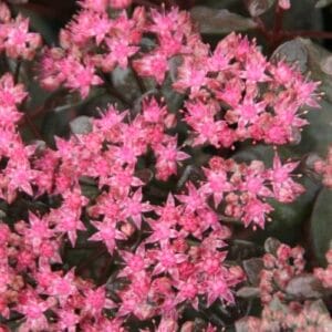 Sedum Sunsparkler Dazzleberry 4.5"