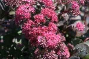 Sedum Sunsparkler Dazzleberry 4.5" - Image 3