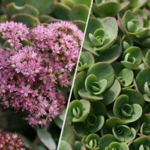 sedum-sunsparkler-lime-zinger-4-5