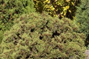 Arborviate Hetz Midget Globe #2