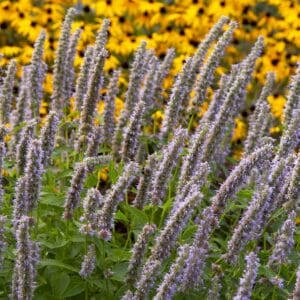 Agastache Blue Fortune #1 - Image 3