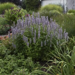 Agastache Blue Fortune #1 - Image 2