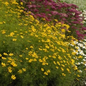 Coreopsis Zagreb #1 - Image 3