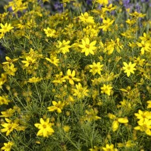 Coreopsis Zagreb #1