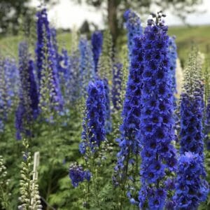 Delphinium Blue Buccaneers #1 - Image 3