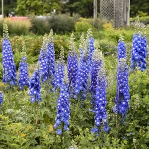 Delphinium Cobalt Dreams #1 - Image 2