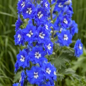 delphinium-cobalt-dreams-1