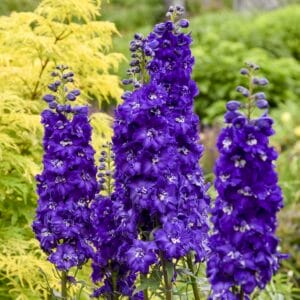 Delphinium Purple Passion #1 - Image 4