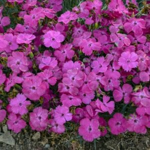 dianthus-pinky-promise-1