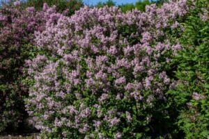 Syringa Dwarf Korean Lilac Shrub #3