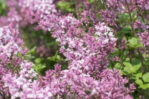 Dwarf Korean Lilac Shrub #7 - Image 2