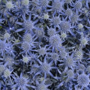 Sryngium Sea Holly Blue Glitter #1