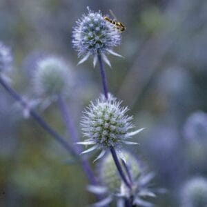 Sryngium Sea Holly Blue Glitter #1 - Image 3