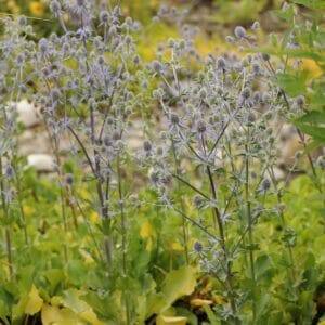 Sryngium Sea Holly Blue Glitter #1 - Image 4