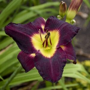 Daylily Bela Lugosi #1 - Image 2