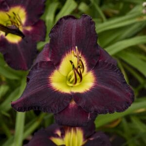 Daylily Bela Lugosi #1 - Image 3