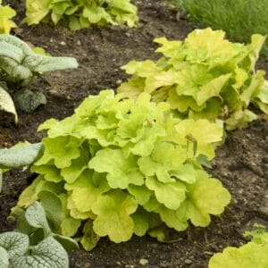 heuchera-pistachio-ambrosia-1pw