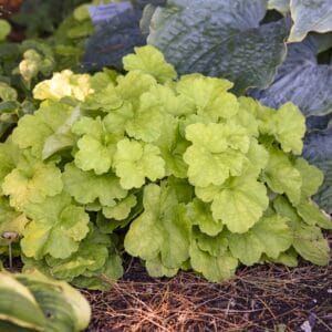 Heuchera Pistachio Ambrosia #1PW - Image 3