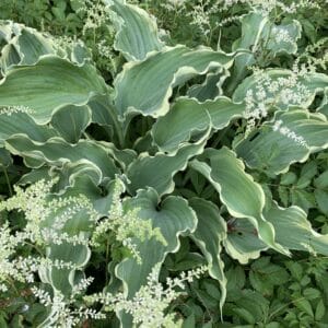 Hosta Dancing in the Moonlight #1 - Image 2