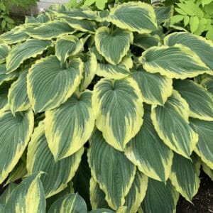 hosta-drop-dead-gorgeous-1