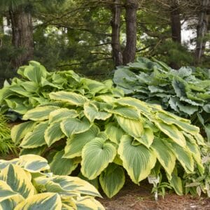 Hosta Drop Dead Gorgeous #1 - Image 3