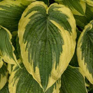 Hosta Drop Dead Gorgeous #1 - Image 4