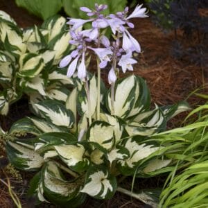 hosta-fire-ice-1