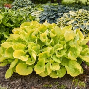 hosta-maui-buttercups-1